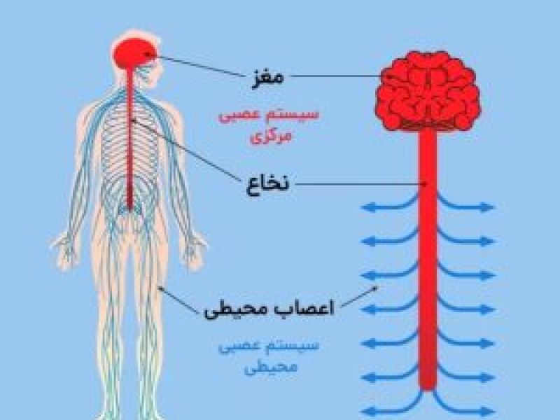 مشمولان مبتلا به اختلالات مادرزادی سیستم اعصاب مرکزی از سربازی معاف می شوند